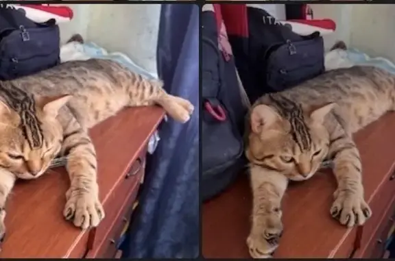 Пропала кошка, улица Комарова, Камское Устье - крупная с черными полосками - photo