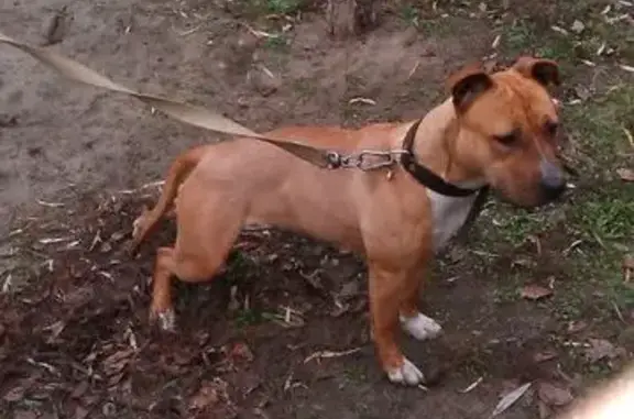 Пропала собака, 74, Щетинский сельсовет - рыжий Зевс, помесь Стаффорда и боксера - photo