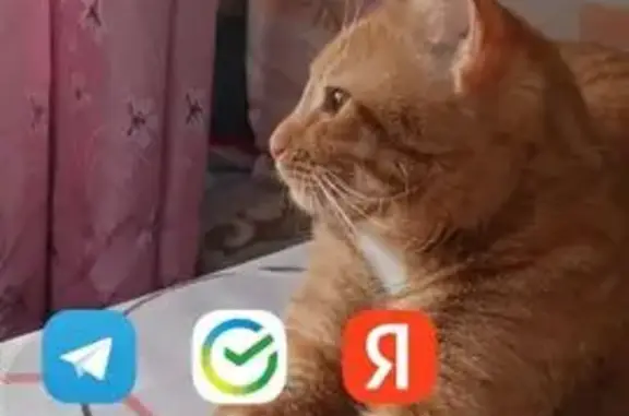 Пропала кошка, проспект Степана Разина, 71, Тольятти - photo