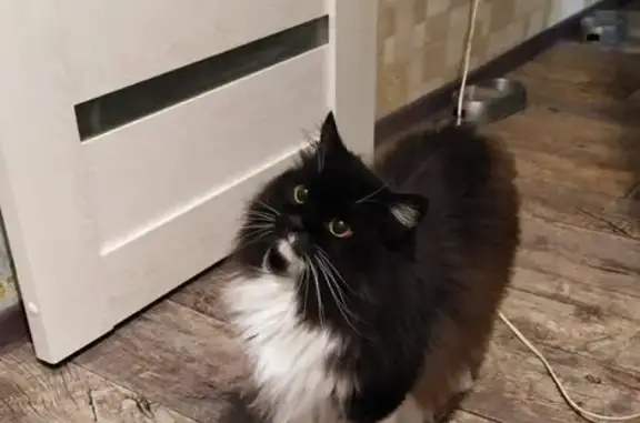 Пропала кошка, улица Масленникова, Омск - ассиметрия на мордочке - photo