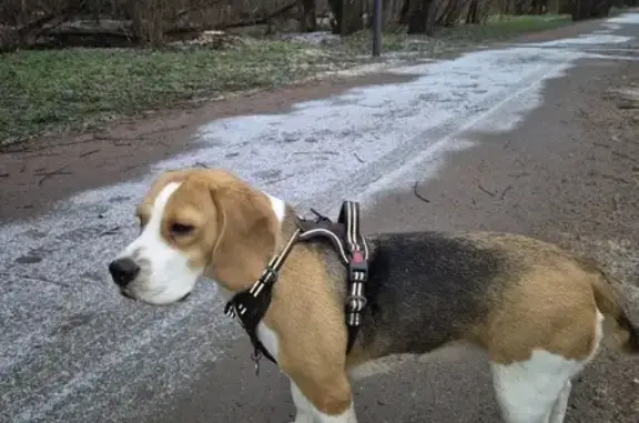 Пропала собака, улица Пырьева, 26 к1, Москва - бигль, девочка 2 года - photo