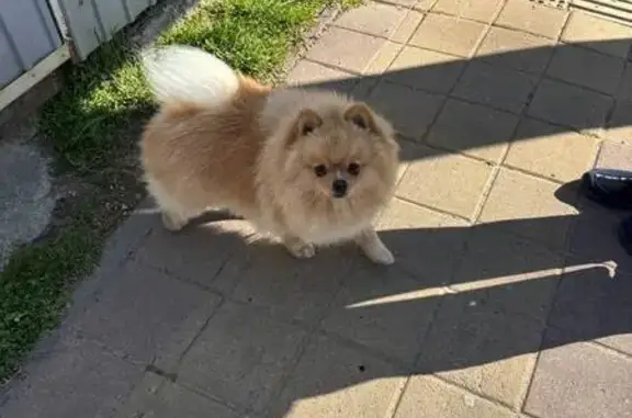 Найдена собака, Краснодар, фото: Найдена собака, улица Фадеева, 266, Краснодар - шпиц