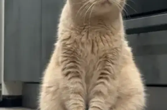 Пропала кошка, Косогорная улица, 3, Маркова - рыжий окрас, упитанный - photo