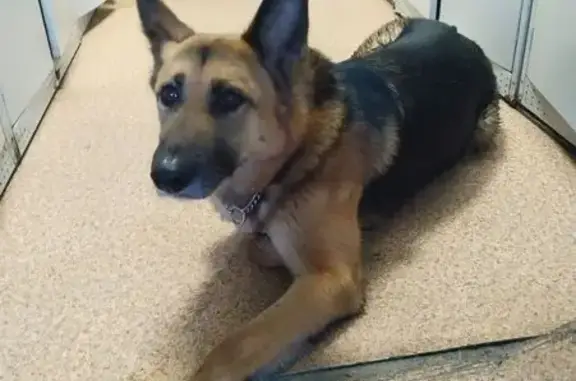 Найдена собака, Мурманск, фото: Найдена собака, улица Коминтерна, 14, Мурманск - похожая на овчарку, умная и грустная