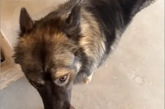 Пропала собака, Павловское, Московская область - хромает на заднюю лапу - photo