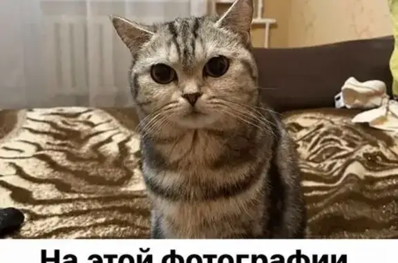 Пропала кошка, Сельмашская улица, 19, Рубцовск - photo
