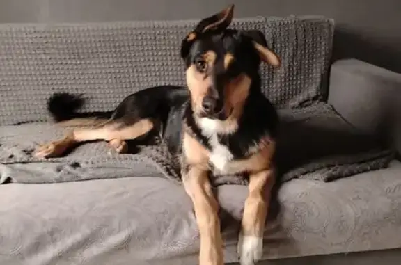 Пропала собака, 17, Оржицкое сельское поселение, Оржицкое - черно-коричневый окрас, белая грудка - photo