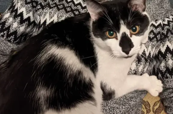 Пропала кошка, Коровинское шоссе, 14 к1, Москва - сломан хвост - photo