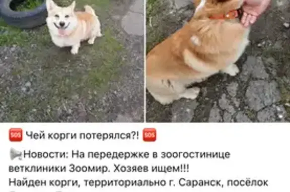 Найдена собака, Луховка, фото: Найдена собака, Луховка, Мордовия - рыжий корги с хвостом