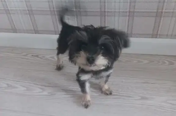 Пропала собака, Суздальское шоссе, городской округ Ярославль - черный окрас, коричневые носочки - photo