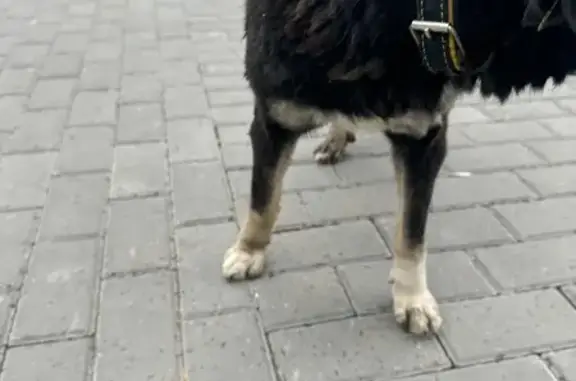 Найдена собака, Нижний Новгород, фото: Найдена собака с чипом, 1-я Оранжерейная улица, 24А, Нижний Новгород