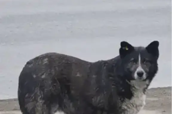 Найдена собака, Омск, фото: Найдена собака, улица Лукашевича, 14/4, Омск