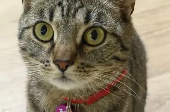 Объявления о пропавших и найденных животных, Сыктывкар, фото: Пропала кошка, Лесопильная улица, 13, Сыктывкар