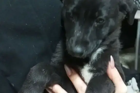 Пропала собака, улица А.А.Никольского, 133/35, Новочеркасск - черный с белой грудью - photo