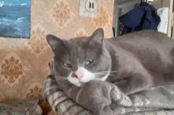 Пропала кошка, Тюменская улица, 26, Владивосток - серый с белым пузом и лапками - photo