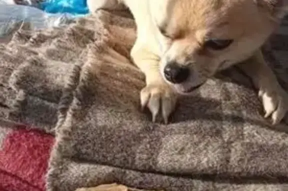 Пропала собака, улица Крылова, Тимирязевское - светлого окраса, зовут Тоша - photo