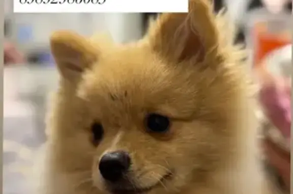 Пропала собака, Старокорсунская улица, 123, Краснодар - кремового-рыжий с белой полоской на носу - photo