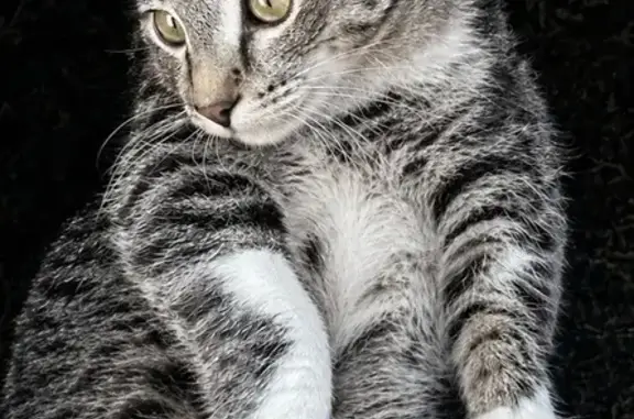 Пропала кошка, Пуговишников переулок, Москва - серый полосатый с белой грудкой - photo