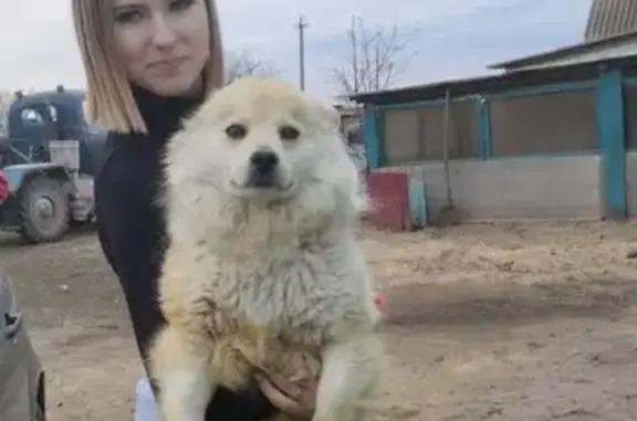 Пропала собака, городское поселение Кшенский, имени Ленина - рыжий с белым окрас - photo