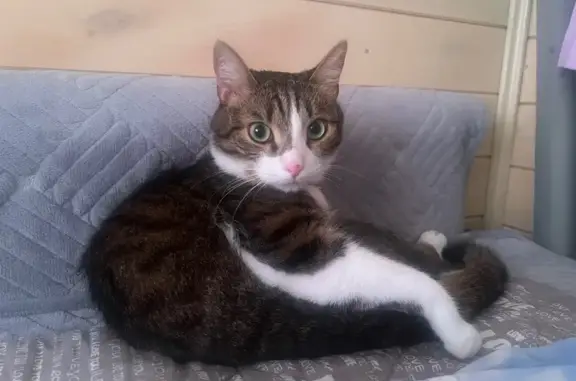 Пропала кошка, Владимировка - с красным ошейником - photo