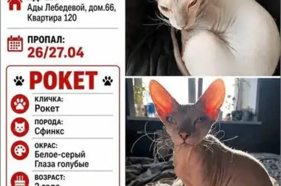 Пропала кошка, улица Ады Лебедевой, 66, Красноярск - сфинкс с голубыми глазами - photo