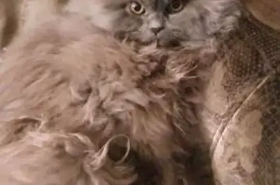 Пропала кошка, улица Красной Звезды, 113, Балаково - серый, пушистый, одно ухо повисшее - photo