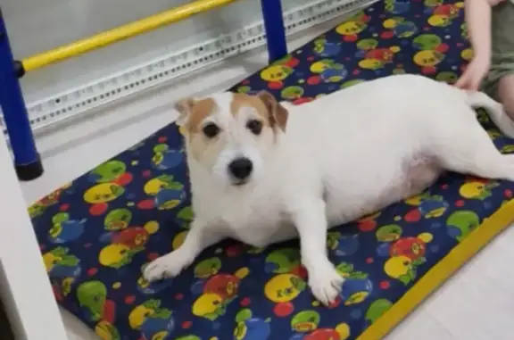 Пропала собака, улица Ленина, 2А, городской округ Донской - бело-рыжий окрас, шрам от кесарева - photo