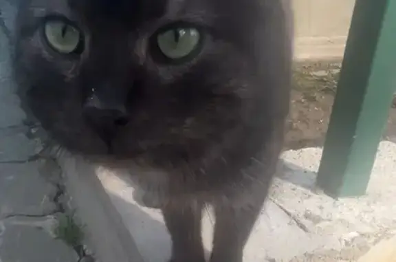 Найдена кошка, Казань, фото: Найдена кошка, улица Ермоловой, Казань - пугливая и напуганная