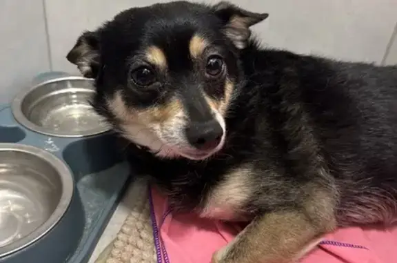 Найдена собака, Королёв, фото: Найдена собака, Королёв