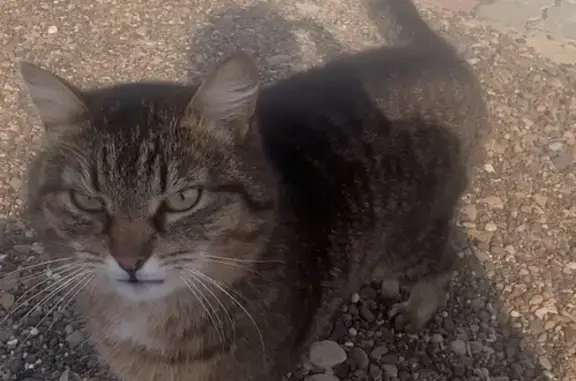 Найдена кошка, улица Ермоловой, Казань - стерилизированная, 3-4 года - photo