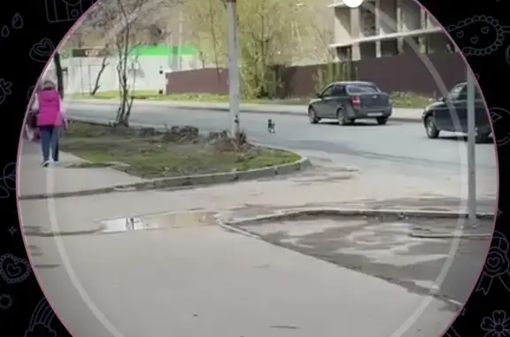 Найдена собака, Саратов, фото: Найдена собака, 5-й Динамовский проезд, 11, Саратов - в тонкой зеленой шлейке