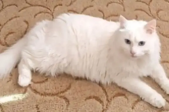 Пропала кошка, Вятская улица, Ростов-на-Дону - белый пушистый с голубыми глазами - photo