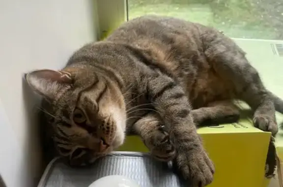 Пропала кошка, улица Кошурникова, 11, Абакан - кот по кличке Гаврик - photo