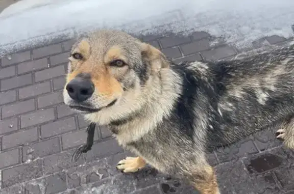 Найдена собака, Кленово, фото: Найдена собака, Клёново, Москва - крупный кобель с ошейником