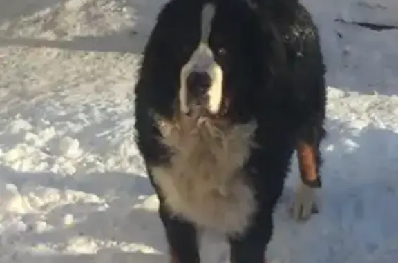 Пропала собака, Ярославль - мальчик породы Бернский зенненхунд - photo