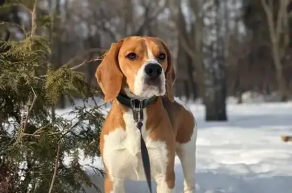 Пропала собака, Залесный, Барыш - триколор с белым пятном - photo