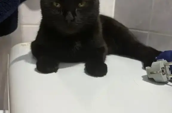 Пропала кошка, улица Ивана Черных, 26, Томск - черный окрас с белым животом - photo