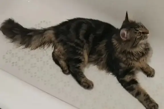 Пропала кошка, Затонная улица, 21, Краснодар - похожа на метиса Мейн-куна - photo