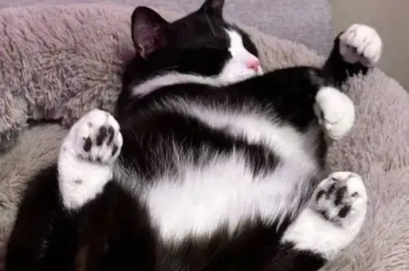 Пропала кошка, Прибалтийская улица, 31/1, Когалым - крупный кот с родинкой над левым глазом - photo