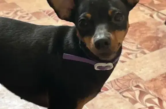 Пропала собака, улица Макарова, 110, Лысьва - photo