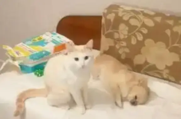 Пропала кошка, Московский проспект, 13, Пушкино — белая с рыжим подпалом - photo