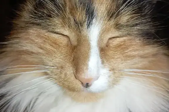 Кошки потеряшки, Жуков, фото: Потеряшка кошка, улица Ленина, 9, Жуков - трехцветная, пушистая