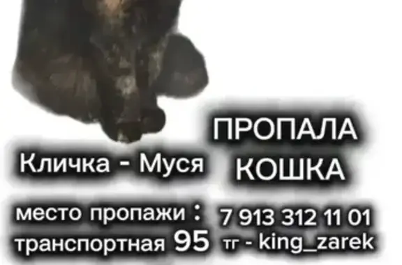 Пропала кошка, Транспортная улица, 95, Новокузнецк - черепашка выбежала с квартиры - photo