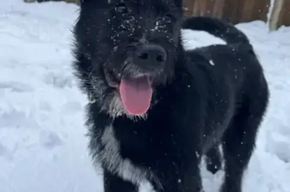 Объявления о пропавших и найденных животных, Уборы, фото: Найдена собака, 46К-1032, Уборы - похожа на ритеншнауцера