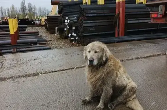 Найдена собака, Ярославль, фото: Найдена собака, улица Гагарина, 75, Ярославль - палевый, не агрессивный