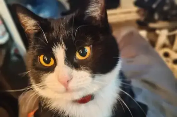 Пропала кошка, улица Чайковского, 87, Клин - красно-оранжевый ошейник - photo