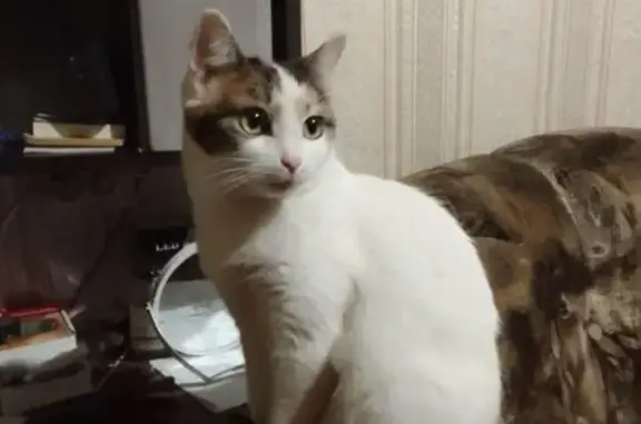 Пропала кошка, Сахаровское шоссе, городской округ Тверь - белая, тихо мяукает - photo