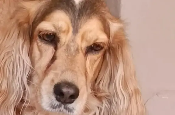 Пропала собака, Чистопольский район - рыжая охотничья - photo