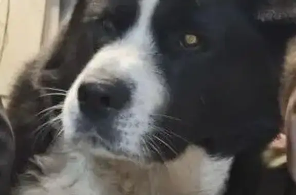 Пропала собака, Томск - черно-белый окрас - photo