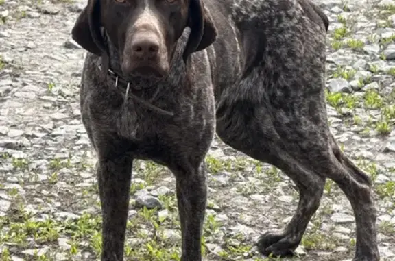 Найдена собака, Ростов-на-Дону, фото: Найдена собака, 3-я Турнирная улица, Ростов-на-Дону - курцхаар молодой, добрый